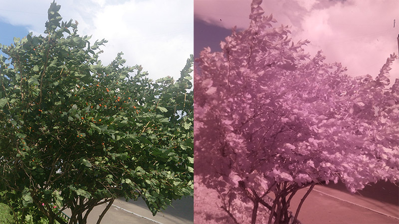 Смотрим на мир глазами рака богомола: ближний инфракрасный диапазон Смотрим на мир глазами рака богомола: ближний инфракрасный диапазон