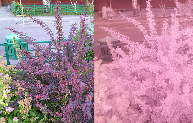 Смотрим на мир глазами рака богомола: ближний инфракрасный диапазон Смотрим на мир глазами рака богомола: ближний инфракрасный диапазон