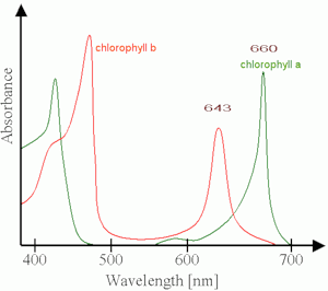 Смотрим на мир глазами рака богомола: ближний инфракрасный диапазон Смотрим на мир глазами рака богомола: ближний инфракрасный диапазон