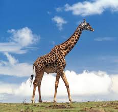 Создание расширений в PostgreSQL Создание расширений в PostgreSQL