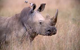 Создание расширений в PostgreSQL Создание расширений в PostgreSQL