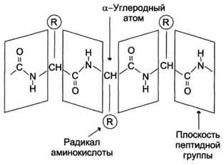 Структура белка: введение для айтишников