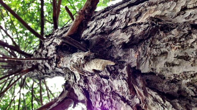 Техподдержка Apple: фиолетовые блики на снимках iPhone 5 — это нормально, держите камеру правильно