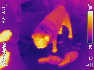 Тепловизор: смотрим на мир глазами Хищника Тепловизор: смотрим на мир глазами Хищника