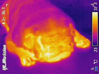 Тепловизор: смотрим на мир глазами Хищника Тепловизор: смотрим на мир глазами Хищника