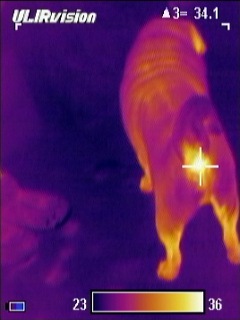 Тепловизор: смотрим на мир глазами Хищника Тепловизор: смотрим на мир глазами Хищника