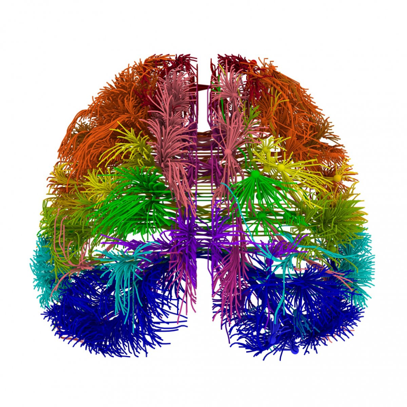 Ученые получили новые снимки работы нейронов мозга