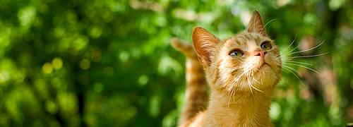 Умная обрезка картинок с использованием точки фокуса image