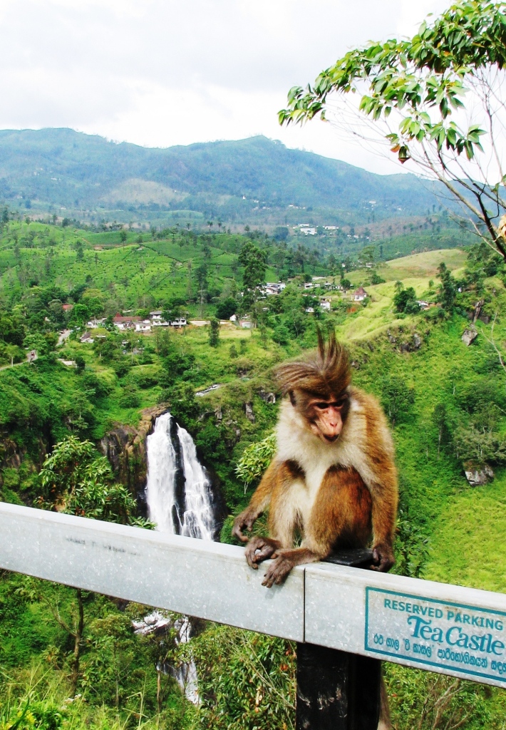 Увлекаешься компьютерным зрением? Ivideon зовет тебя на Шри Ланку! Увлекаешься компьютерным зрением? Ivideon зовет тебя на Шри Ланку!