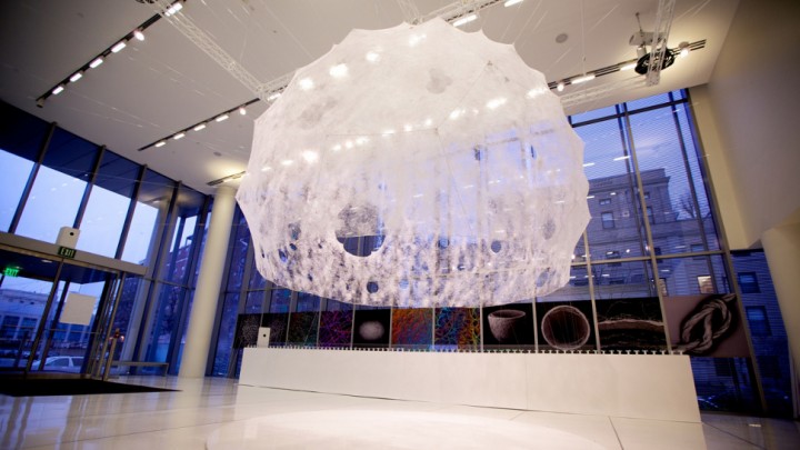 В MIT построили «Шелковый павильон» при помощи робота и 6500 гусениц шелкопряда