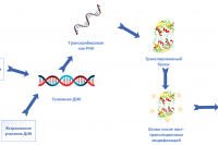 Взлом и обфускация ДНК. Guest Post