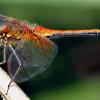 Физика в мире животных: стрекозы и их полет