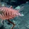 Самые невероятные формы жизни, найденные на глубине Тихого океана