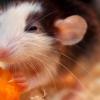 Ученые исцелили крыс от алкоголизма, поджарив их мозги лазером