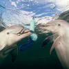 У дельфинов обнаружили зачатки языкового общения