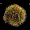 NASA показало изменения на снимках сверхновой, вспыхнувшей в нашей галактике 450 лет назад