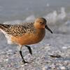 Ранний приход весны в Арктике приводит к гибели птиц в Африке