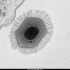 Учёные подробно описали уникальную структуру «бронированного» вируса