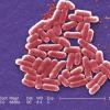 В США обнаружен первый случай заражения бактерией, устойчивой к антибиотику «последнего резерва»