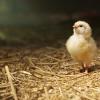 Видео про выращивание цыплёнка без скорлупы: реальность или подделка?