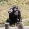 Что общего в поведении политиков и шимпанзе?