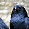 Откуда у врановых и попугаев когнитивные способности? Последние исследования ученых