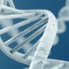 Ученые объявили о запуске проекта HGP-write, конечная цель которого — создание полного синтетического генома человека