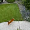 Как отучить соседского кота гадить на газон: используем машинное зрение и глубокое обучение