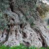 Из-за недоверия к ученым Италия может лишиться своих оливковых деревьев