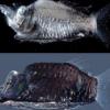 Ученые открыли новые виды глубоководных рыб