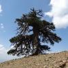 Учёные нашли старейшее дерево в Европе, которому 1075 лет