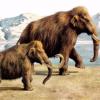 Некоторые ученые против клонирования мамонтов