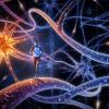Ученые определили, какими нейронами человек принимает решения
