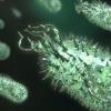 Ученые хотят остановить глобальное потепление с помощью морской бактерии