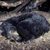Что происходит с организмом медведя во время спячки? Комментарий специалиста