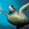 Физика в мире животных: морские черепахи и их «компас»