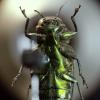В Оксфордском музее собрали портреты насекомых из десятков тысяч макро-фотографий