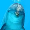 Физика в мире животных: дельфины и эхолокация