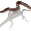 Ученые из Флоридского университета определили генетическую причину отсутствия у змей лап