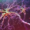 Люминесценция помогает ученым изучать работу отдельных нейронов мозга животных