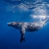 Найдены ранее неизвестные компоненты песен китов