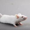 Ученые вывели мышей, которым не страшна радиация