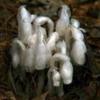 В Японии открыли растение, паразитирующее на грибах