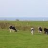 Кормление коров водорослями позволяет снизить выбросы метана в атмосферу