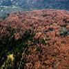 Засуха в Калифорнии поразила треть леса, умерло 102 млн деревьев