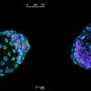 Исследователи погрузили эмбрионы мыши в анабиоз на месяц без негативных последствий