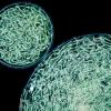 Ученые нашли бактерию, возраст которой просто огромен