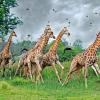 На планете вымирают жирафы