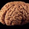 Ученые узнали, почему в прошлом мозг человека вырос и стал более сложным, чем у животных