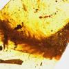 В найденном в 2015 году куске янтаря впервые обнаружили оперённый хвост динозавра